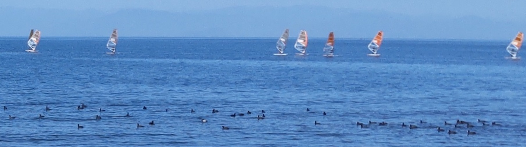 琵琶湖　鴨とウィンドウサーフィン