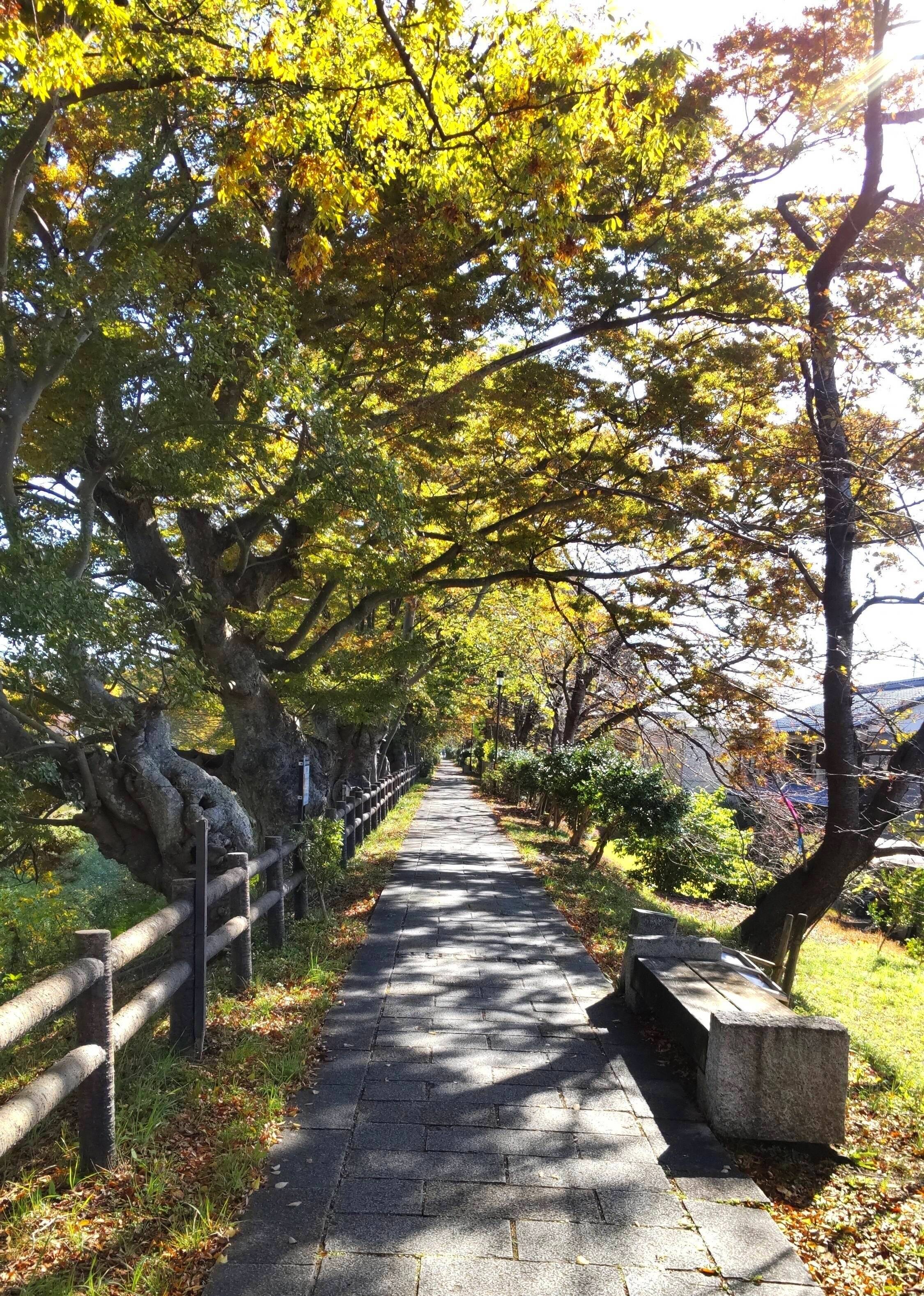 芹川の土手　遊歩道